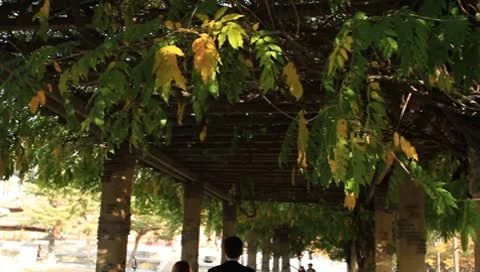 Couple walking under tree vine Video stock 8969177