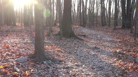 A couple walking in the woods Stock Footage 70261173