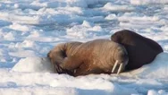 Couple Of Walruses On The Arctic Ice - Spitsbergen, Svalbard Stock Footage