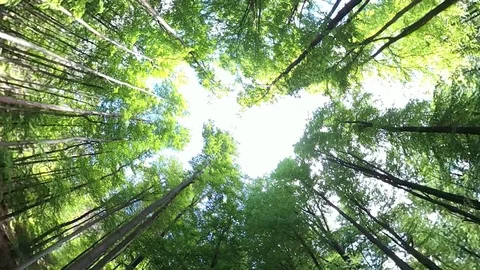 Couple wanders through fresh beech forest, VR360, Tiny planet effect Stock Footage 107910603