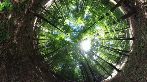 Couple wanders through fresh beech forest, VR360, Tiny planet effect Stock Footage 107911128