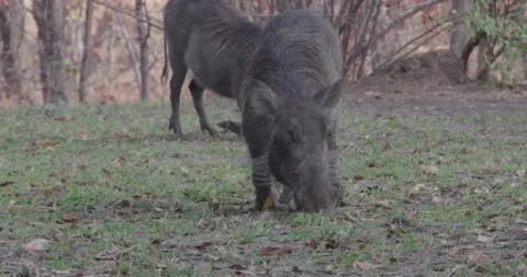 A couple warthogs feeding Vídeos de archivo 168323423