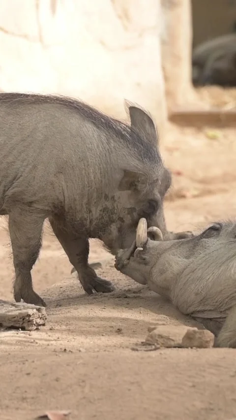 Couple of warthogs making love to each other Stock Footage 293605948