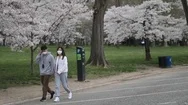 A Couple Wearing Masks Walks Among Cherry Trees During Covid-19 Stock Footage