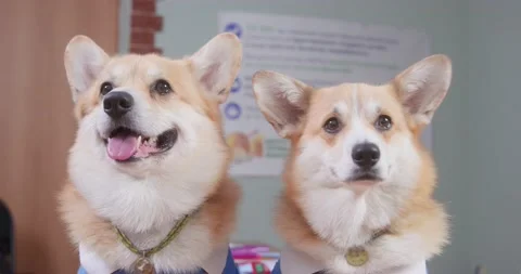 Couple of welsh corgis in suits sits and observes classroom Stock Footage 167293701