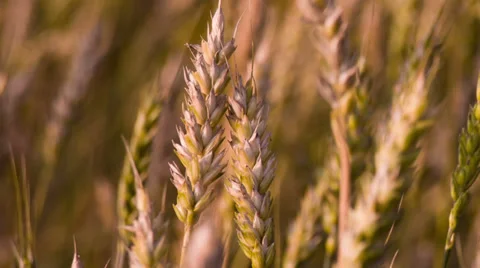 Couple of wheat spikes macro at sunset. Shot to RAW, wide dynamic range Видео 27962859