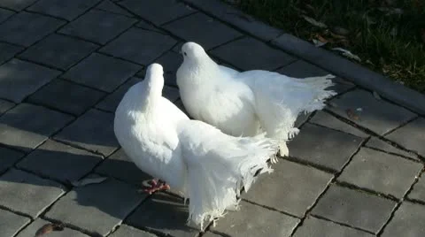 Couple of white doves 스톡 동영상 12524842