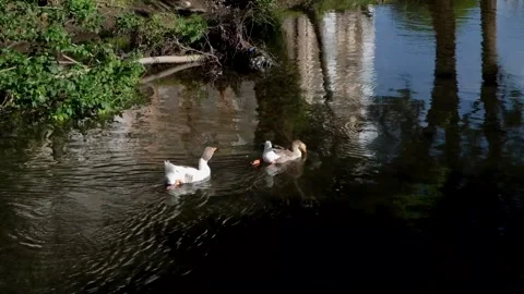 Couple of white ducks Stock Footage 154436715