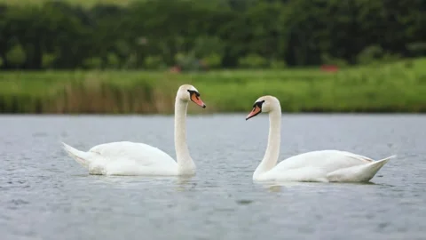 Couple of white mute swans float together on a lake with green bokeh background Stock Footage 247272224