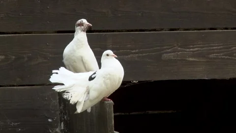 A couple of white pigeons Stock Footage 236958665