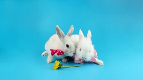 Couple of white rabbits, right rabbit eating a dandelion, blue background Stock Footage 96580834