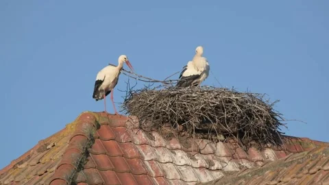 Couple of white storks building their nest in spring. Stock Footage 171129333