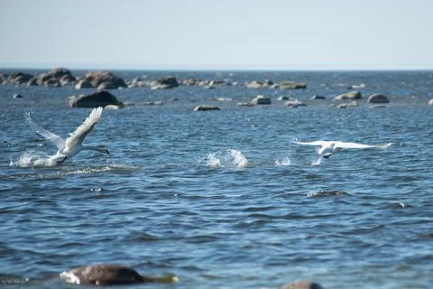 Couple of white swans take off from the surface of the sea Stock Photos