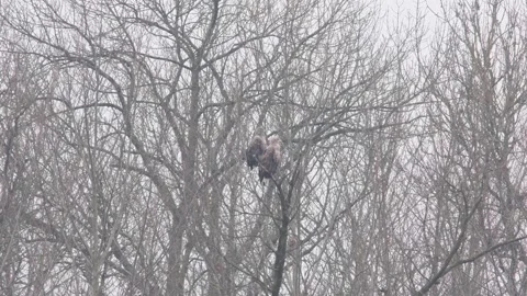 Couple of white tailed eagles, Haliaeetus albicilla, sitting on an oak tree Stock Footage 169210708