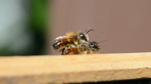 Couple wild bee mating Video stock 37056934