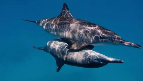 Couple of wild bootlenose dolphins copulating Stock Photos