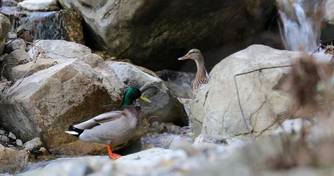 Couple Of Wild Duck Bathing In A River Stock Footage 125155804