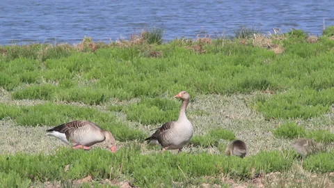 Couple of wild geese Stock Footage 106672140