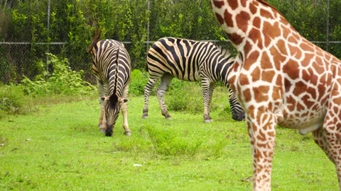 Couple of zebra eat grass inside safari park National Zoo with a part of giraffe Stock Footage 130481411