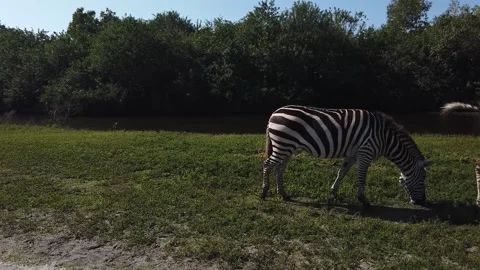 A couple of zebra standing on top of a grass covered field Stock Footage 155403728