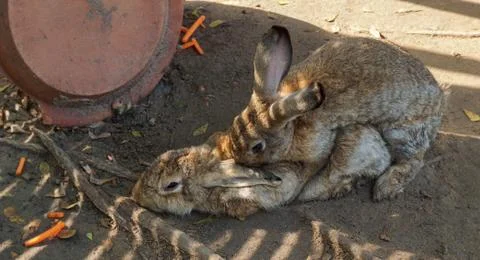 Couples of Brown rabbits mating. Stock Photos