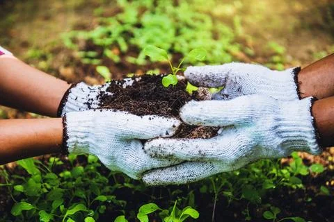 Couples help grow vegetables. dig into soil the vegetable garden cultivatio.. Stock Photos