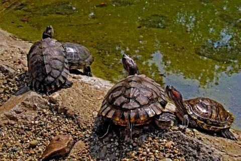 Couples... Stock Photos