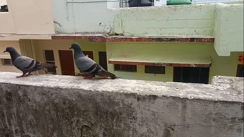 Couples of Pigeon feeding on the wall Stock Footage 103649532