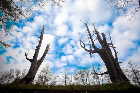 Couples tree in Taiwan Stock Photos