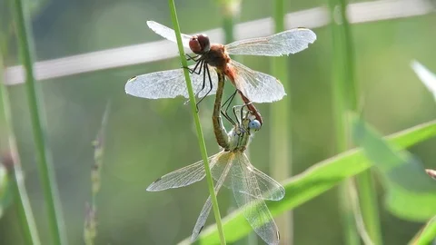 Coupling between dragonflies (Libellula) 4K- Italian Nature Video stock 95990564