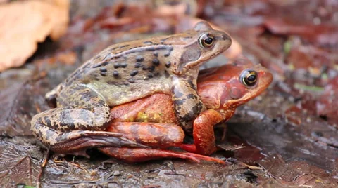 Coupling frogs on a ground Stock Footage 31881516