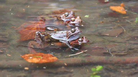 Coupling frogs in water Stock Footage 31882172