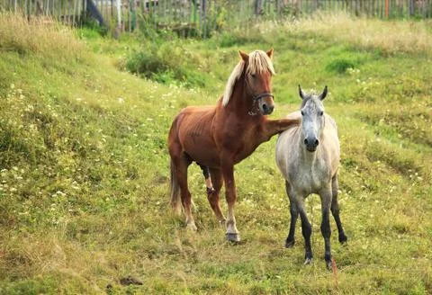 Coupling horses. Stock Photos