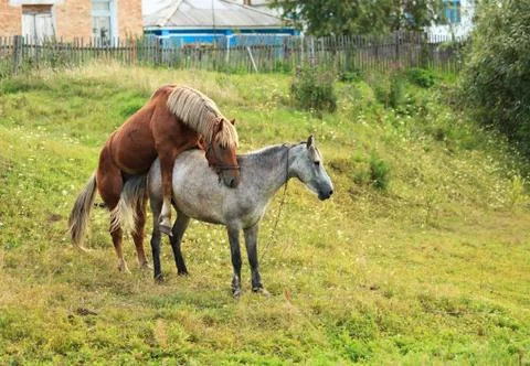 Coupling horses. 스톡 사진