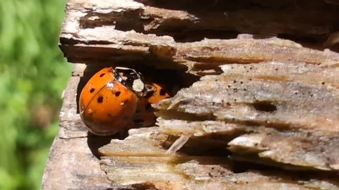 Coupling ladybugs close-up in the wildlife nature Stock Footage 336558415