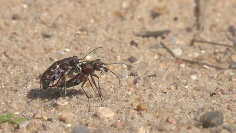 Coupling of a pair of Northern dune tiger beetles (Cicindela hybrida) Stock Footage 114307813