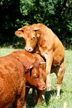 Coupling Stock Photos