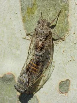 Coupling of two cicadas on a plane tree - Summer in the south of France Stock-Fotos