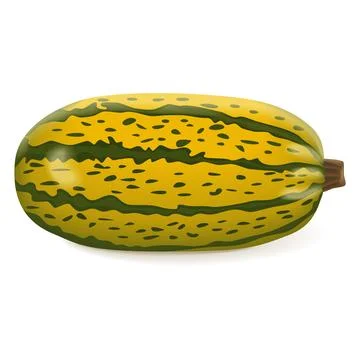 Courge Spaghetti winter Squash Stock Illustration