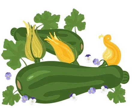 Courgette and flower Stock Illustration
