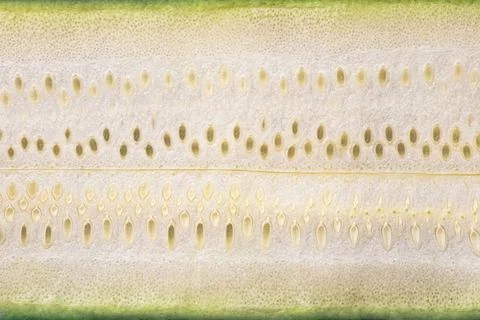 Courgette Close-Up Stock Photos