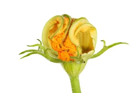 Courgette closeup Stock Photos