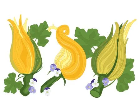 Courgette flower Stock Illustration