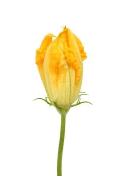 Courgette flower Stock Photos