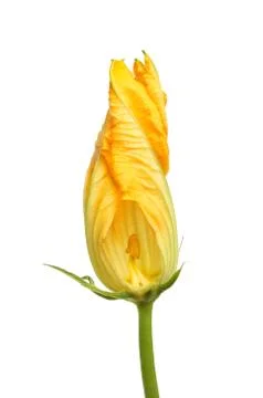 Courgette flower Stock Photos