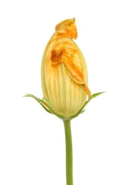 Courgette flower Stock Photos