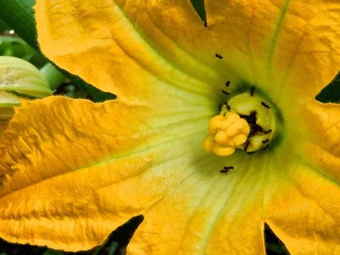 Courgette Flower. Stock Photos