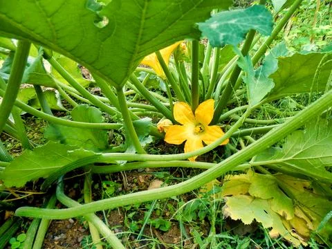 Courgette Flower. Stock Photos