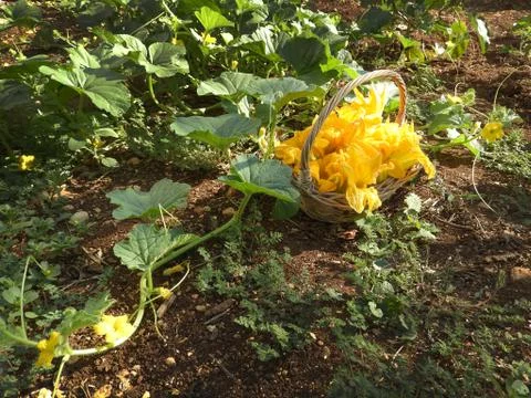 Courgette flowers Stock Photos