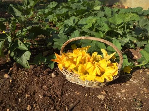 Courgette flowers Stock Photos